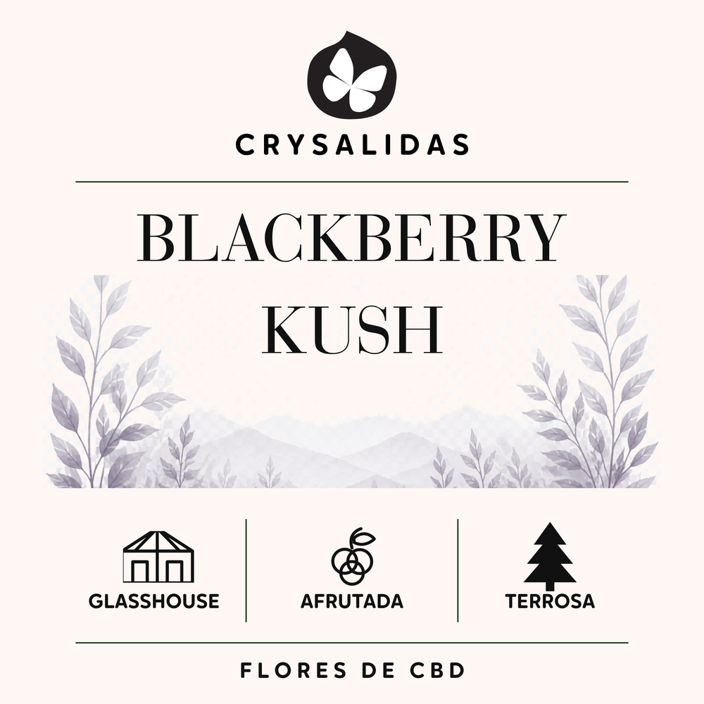 Blackberry Kush Glasshouse (Small Buds)