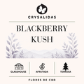 Blackberry Kush Glasshouse (Small Buds)