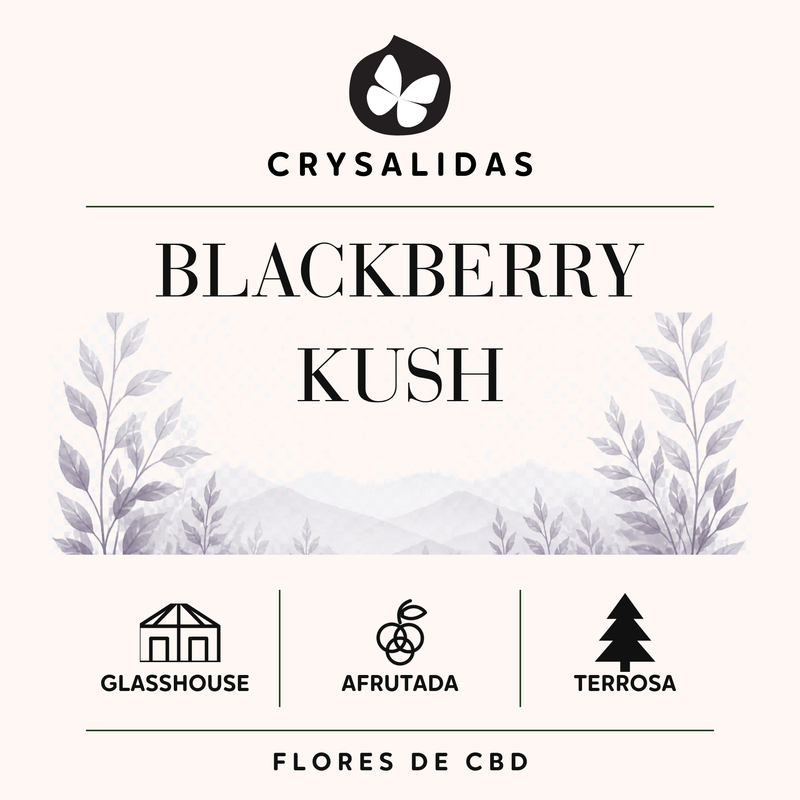 Blackberry Kush