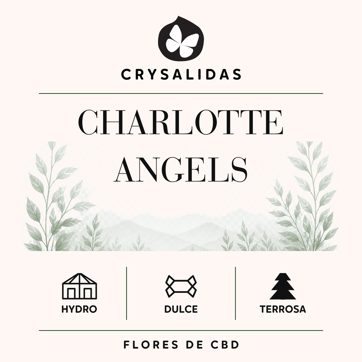 Charlotte's Angels