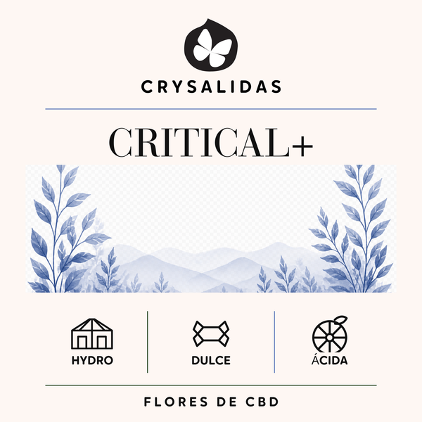 Critical+