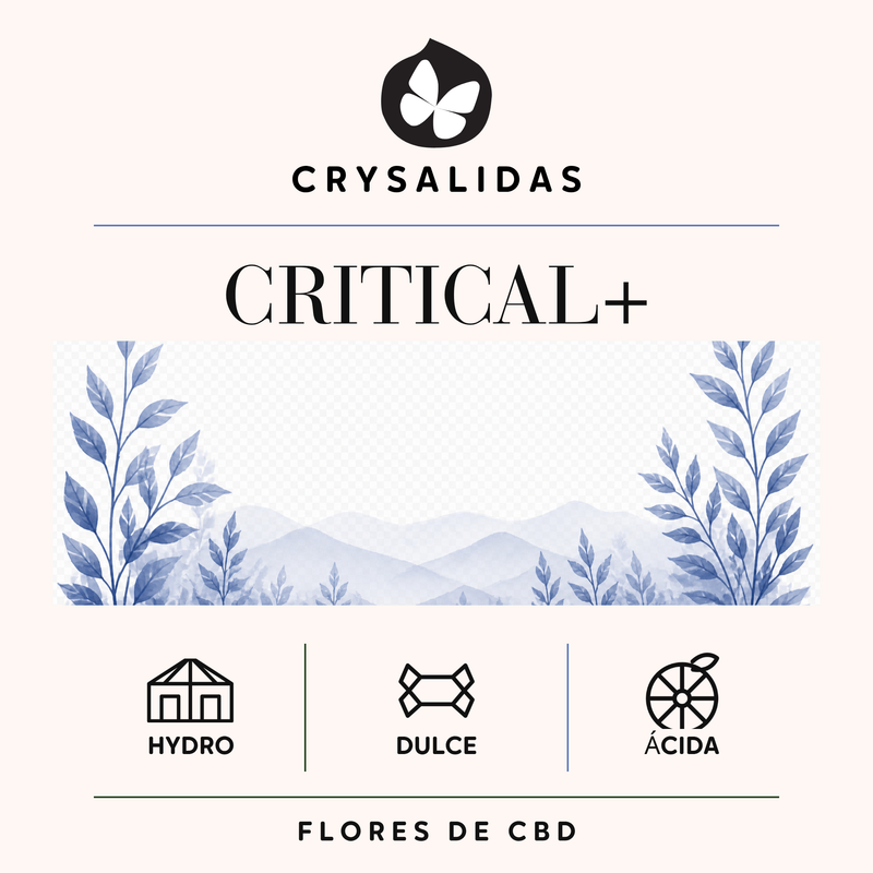 Critical+ Crysalidas: flores de CBD de cultivo hidropónico indoor, aroma dulce y matiz ácido.