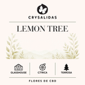 Lemon Tree