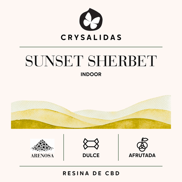 Sunset Sherbet Indoor