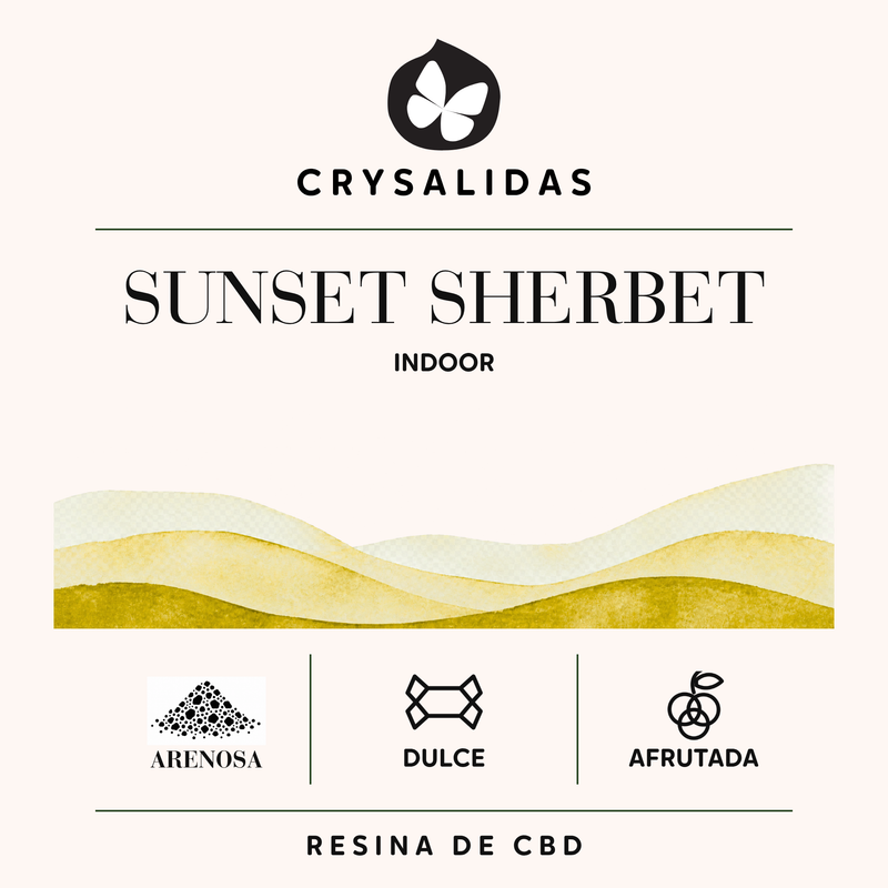 Sunset Sherbet Indoor