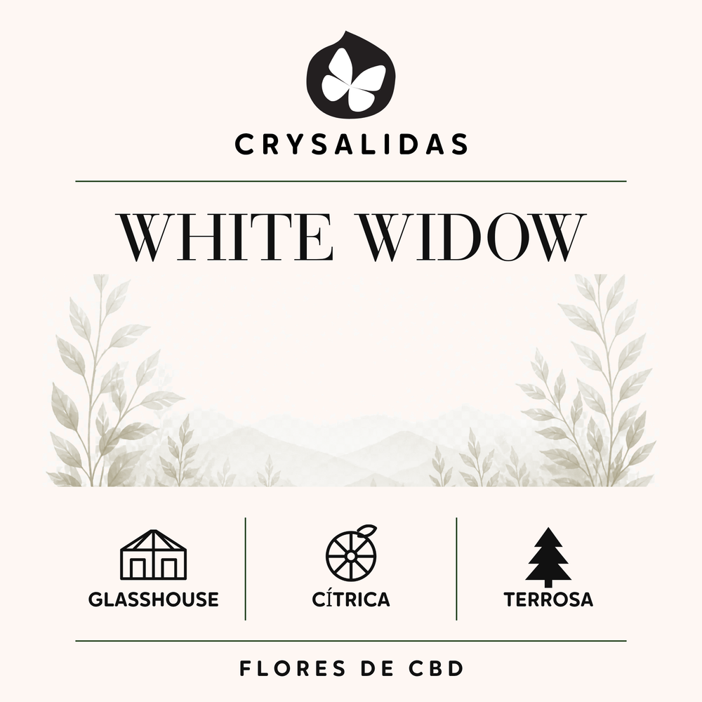 White Widow Glasshouse CBD