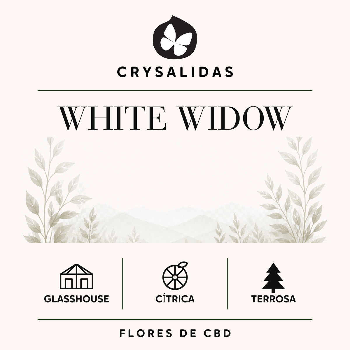 White Widow Glasshouse CBD