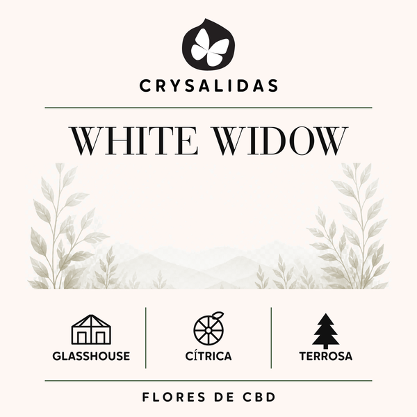White Widow Glasshouse CBD