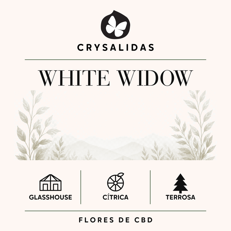 White Widow Glasshouse CBD