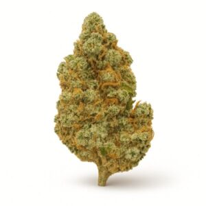 Amensia Haze Hydroponica