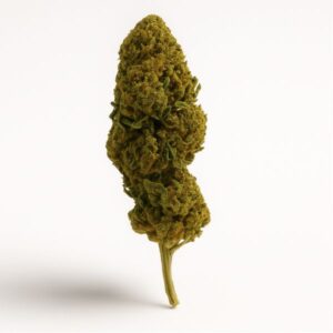 Amnesia Glasshouse