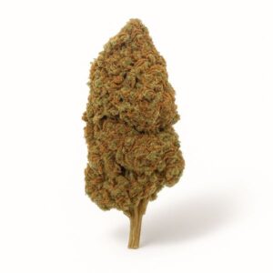 Cheese Glasshouse Premium