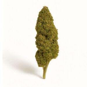 Jack Herer Greenhouse