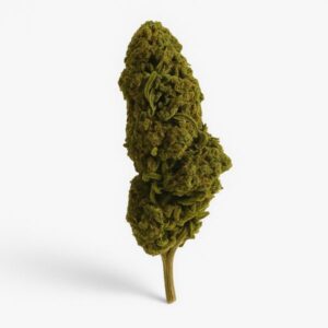 White Widow