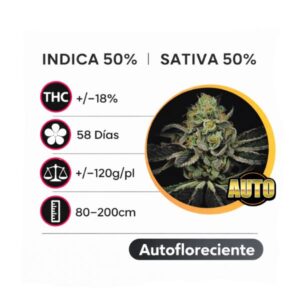Amensia Haze Auto