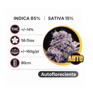 Blueberry Autofloreciente