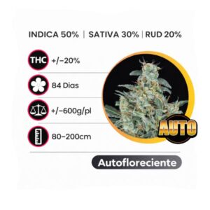 Cheese Autofloreciente