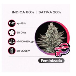 Critical Feminizada