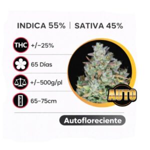 Gelato Autofloreciente