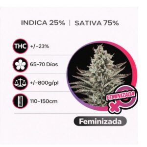 Lemon Haze Feminizada