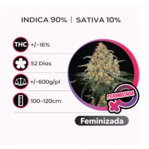 Superskunk Feminizada