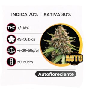 White Widow Autofloreciente